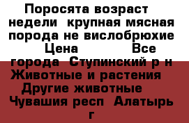 Поросята возраст 4 недели, крупная мясная порода(не вислобрюхие ) › Цена ­ 4 000 - Все города, Ступинский р-н Животные и растения » Другие животные   . Чувашия респ.,Алатырь г.